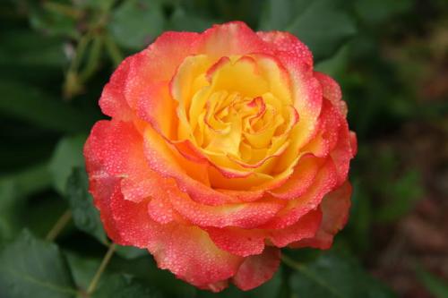 Розы привитые и корнесобственные в чем разница. Розы корнесобственные и привитые, в чем разница при хранении 09