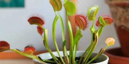 Венерина Мухоловка сколько живет. Венерина Мухоловка – уход в домашних условиях