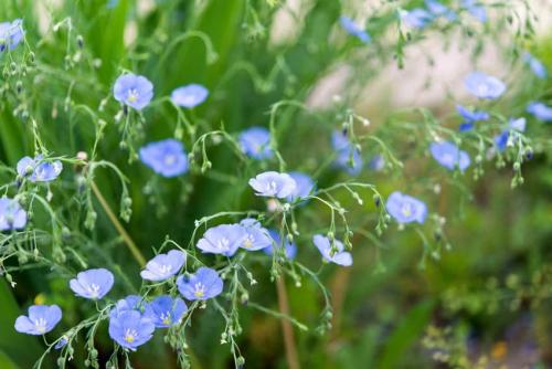 Как сушить семена льна. Как принимать семена льна правильно и в чем их польза и вред?