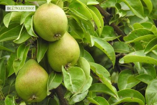 Семена груши польза. Свойства груши