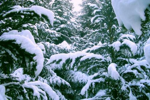 Можжевельник, как укрыть на зиму. Особенности ухода за можжевельником осенью и при подготовке к зиме — общие советы и рекомендации 07