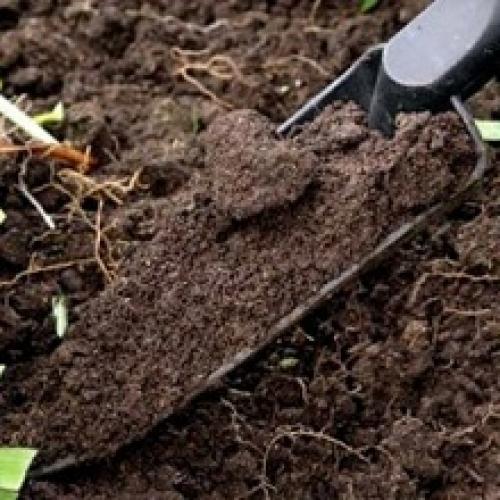 На, какой почве растет лопух. Как узнать, какая почва