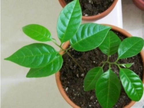 Можно ли вырастить грушу из семечки в домашних условиях. Как вырастить грушу из семечки 04