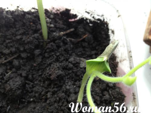 Какую минимальную температуру выдерживает рассада тыквы. Выращивание тыквы. Подготовка и высадка рассады