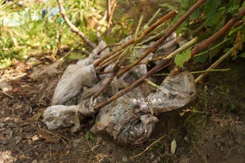 Как приготовить глиняную болтушку для малины. 