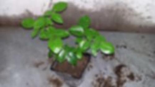 Как отличить привитую розу от корнесобственной. Тел: 8 (920) 949 49 99 Мария