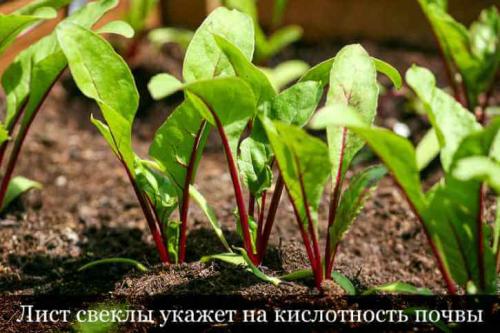 Кислые почвы все о них. Растения нейтрофилы