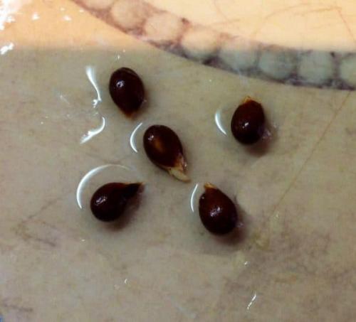 Груша из семечки форум. Посадка и выращивание груши из семечка