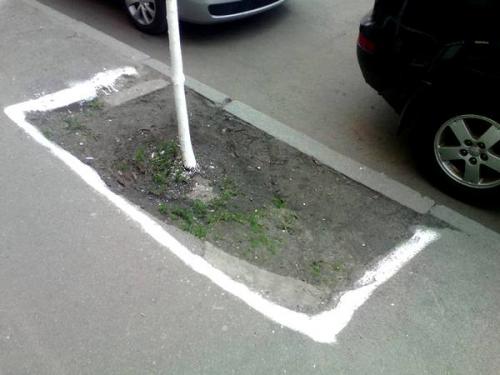 Зачем красят деревья и бордюры. Почему белить бордюры - это ленивая советская практика?