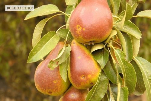 Семена груши польза. Свойства груши