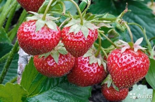 Клубника виктория урожайность. Виктория — клубника или земляника?