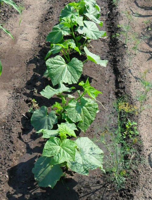 Предшественники свеклы столовой. Лучшие предшественники для свеклы, огурцов и моркови