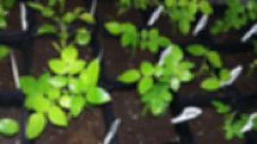 Как отличить привитую розу от корнесобственной. Тел: 8 (920) 949 49 99 Мария