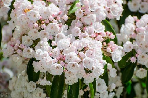 Какие плодовые кустарники любят кислую почву. Не надо раскислять почву, посадите эти растения!