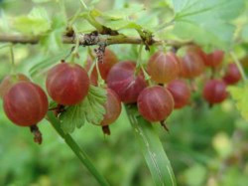 Сорта крыжовника не поражающиеся мучнистой росой. Какие сорта крыжовника не подвержены мучнистой росе? 01