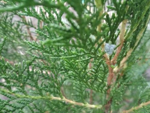 Как укрыть саженцы туи на зиму. Нужно ли укрывать тую на зиму и как это сделать