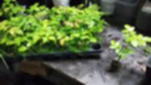 Как отличить привитую розу от корнесобственной. Тел: 8 (920) 949 49 99 Мария