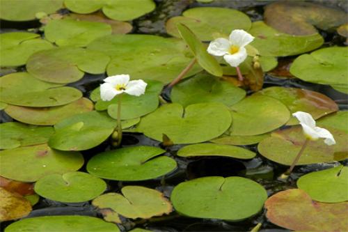 Растения для водоемов водокрас. Ряска (Lemna) 02