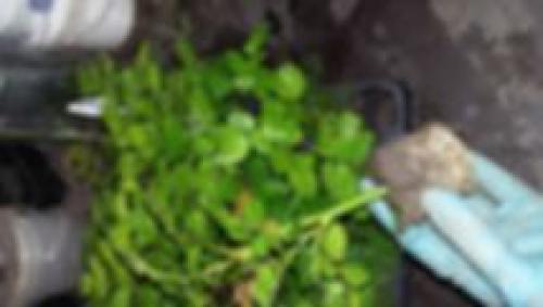 Как отличить привитую розу от корнесобственной. Тел: 8 (920) 949 49 99 Мария