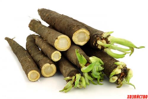 Почему морковь бородатая. 