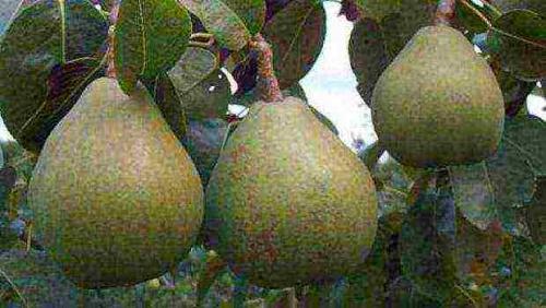 Как вырастить грушу из семечка. Выводы