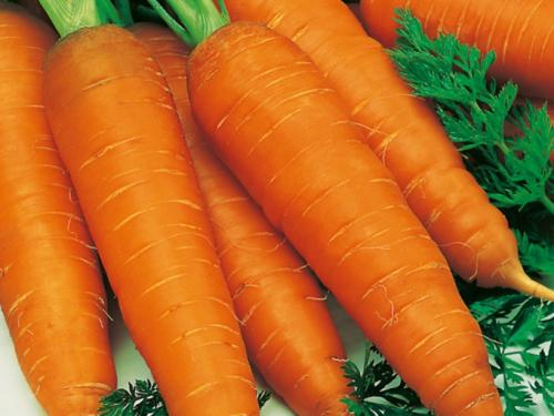 Почему морковь горчит и можно ли ее есть. Почему морковь вырастает горькой