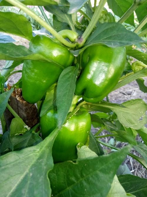 Как ускорить созревание сорванного перца. Перец не хочет краснеть. Как ускорить созревание перца