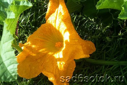 Критическая температура для тыквы. Получение плодов