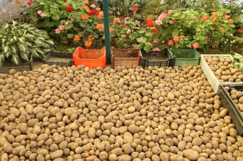 Как защитить картофель от мышей и крыс ?