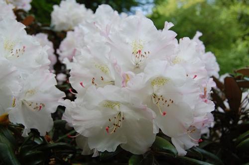 Какие плодовые кустарники любят кислую почву. Не надо раскислять почву, посадите эти растения!