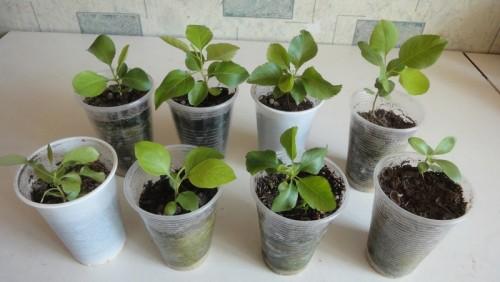 Можно ли вырастить грушу из семечки в домашних условиях. Как вырастить грушу из семечки