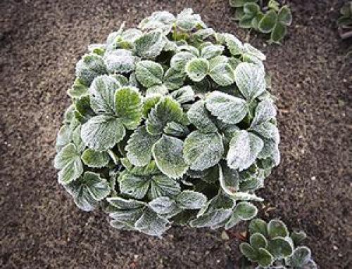 Боится ли тыква осенних заморозков. Уборка урожая тыквы до осенних заморозков: когда убирать и как организовать хранение на зиму? 08