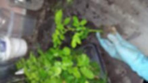 Как отличить привитую розу от корнесобственной. Тел: 8 (920) 949 49 99 Мария