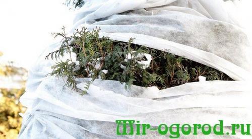 Можжевельник уход на зиму. Зачем укрывать можжевельник на зиму