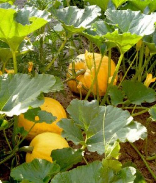 Если тыква зеленая снаружи. Зеленая тыква: главная информация о свойствах 01