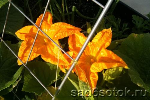 Критическая температура для тыквы. Получение плодов