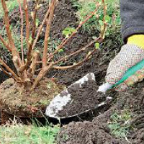 Расстояние между черной и красной смородиной. Посадка черной и красной смородины