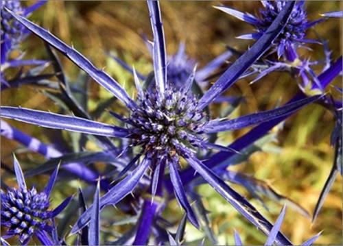 Eryngium alpinum blue star. Какие виды существуют?