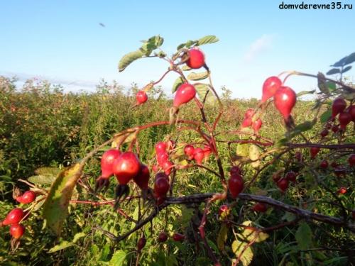 Можно ли собирать зеленый шиповник. Когда собирать шиповник