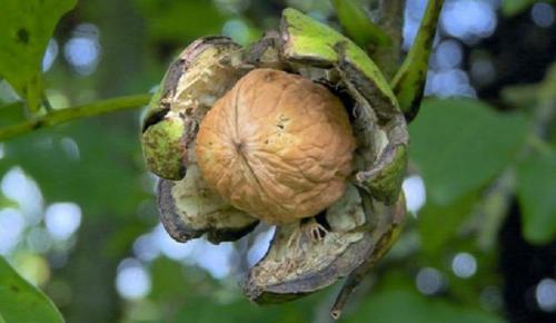 Jak prořezávat ořech: správný řez v létě a na podzim, tvorba koruny