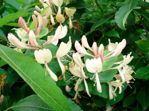 Самобесплодная жимолость это. Что такое жимолость