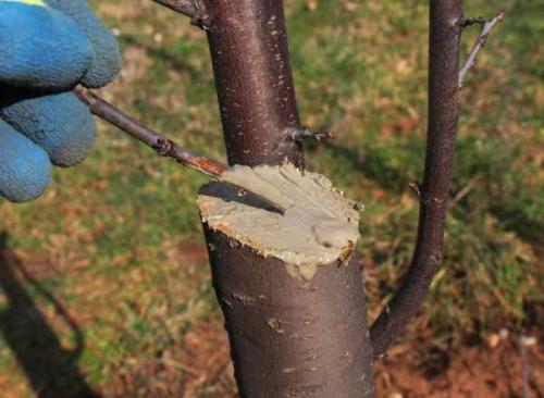 Когда начинает плодоносить яблоня. Начало плодоношения яблони 04