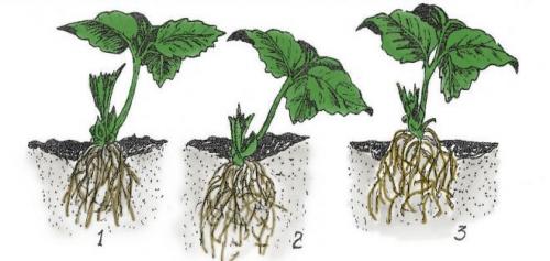Как приготовить глиняную болтушку для малины. 08