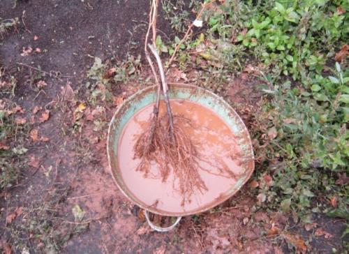 Как приготовить глиняную болтушку для малины. 