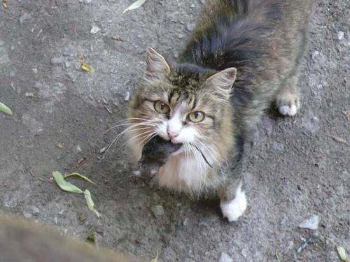 Как избавиться от мышей на даче. Лучший метод защиты от мышей и крыс