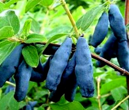 Самобесплодная жимолость это. Что такое жимолость