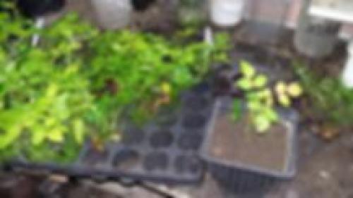 Как отличить привитую розу от корнесобственной. Тел: 8 (920) 949 49 99 Мария