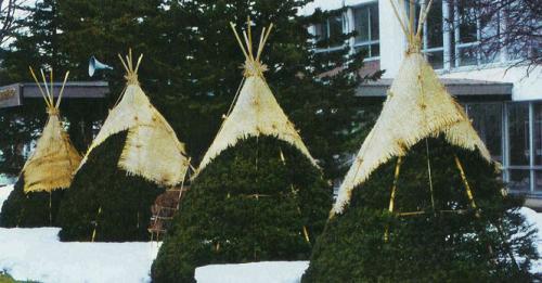 Чем укрыть хвойные от солнца. Как защитить хвойные растения от ожогов, и почему укрытия не всегда спасают