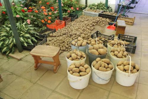 Как защитить картофель от мышей и крыс ?