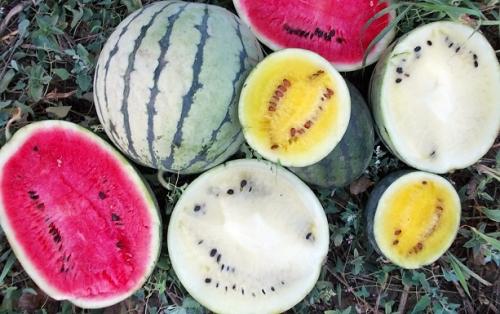 Арбуз сорта. Сорта арбузов